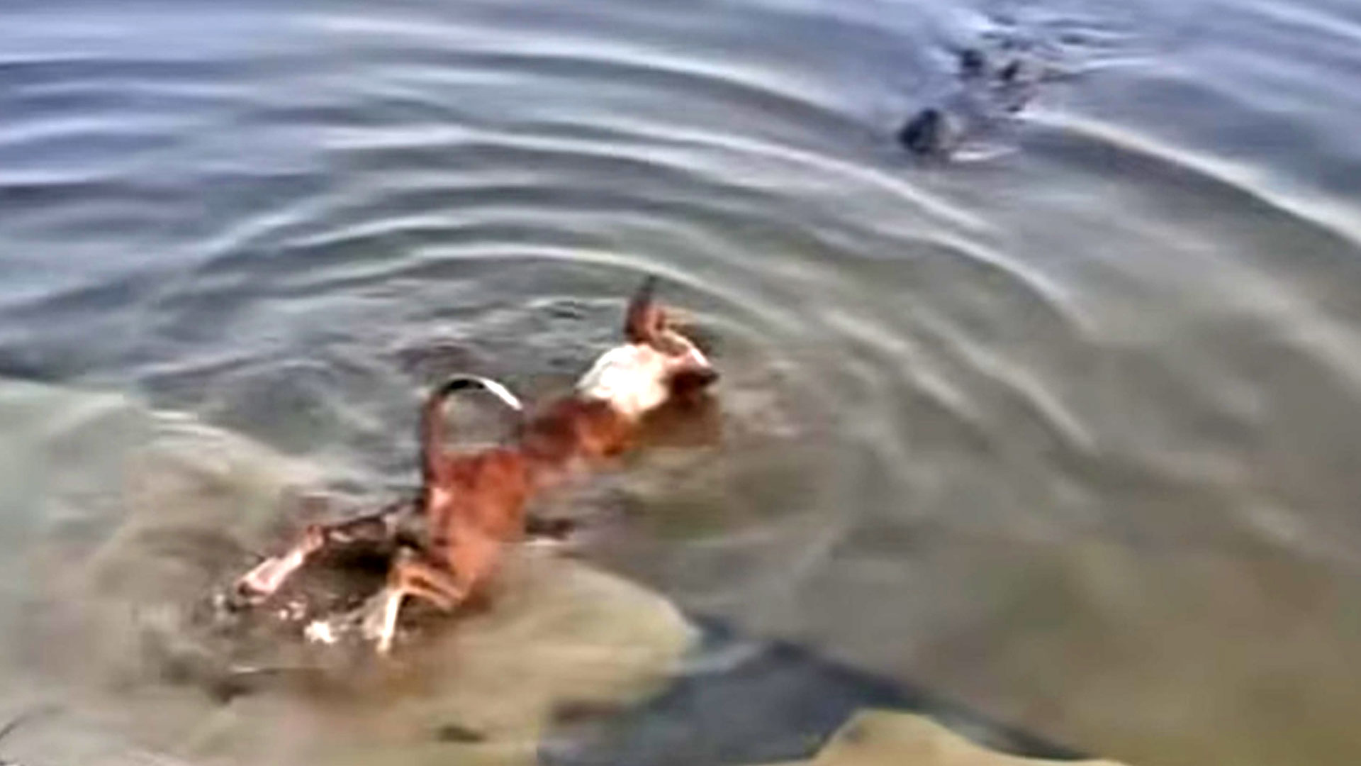 প্রাণীর প্রতি নিষ্ঠুরতার শাস্তি বাড়াতে সরকারকে লিগ্যাল নোটিশ