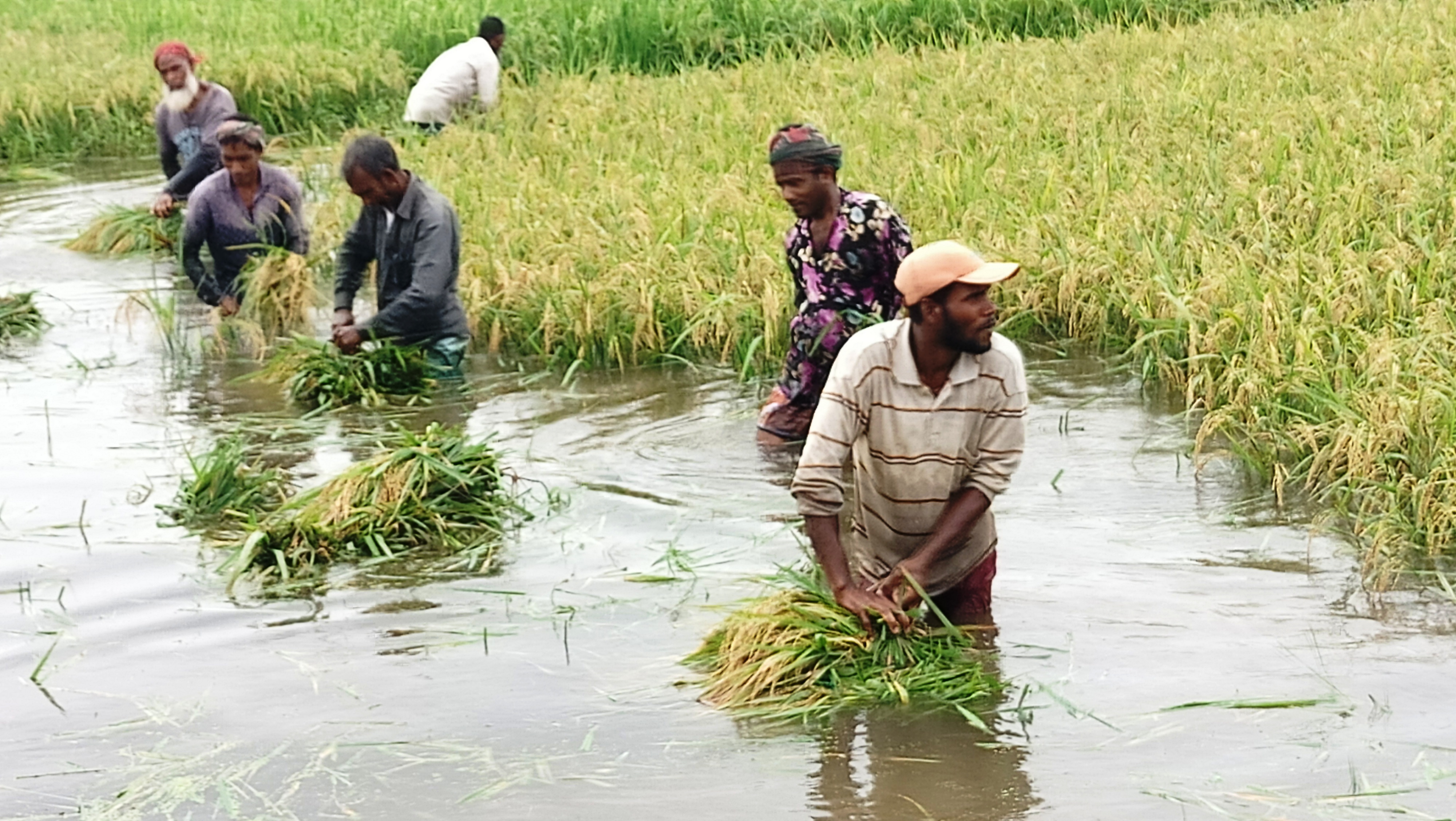 টানা বৃষ্টিতে ডুবছে উত্তরের ৫ জেলার ধান-ভুট্টা, অকাল বন্যার শঙ্কা