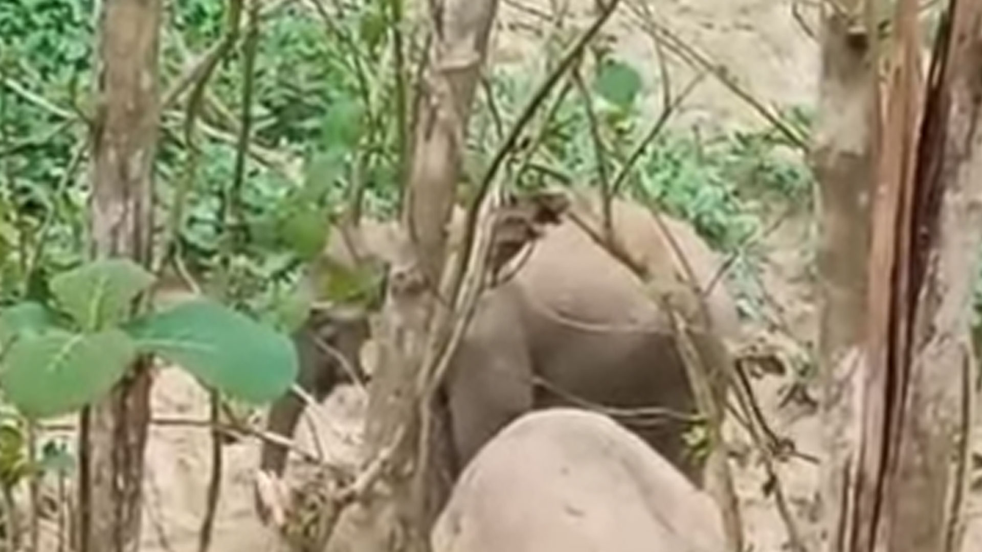 রাঙ্গামাটিতে বয়স্ক পুরুষ হাতির মৃত্যু, পাশে দাঁড়িয়ে সঙ্গী