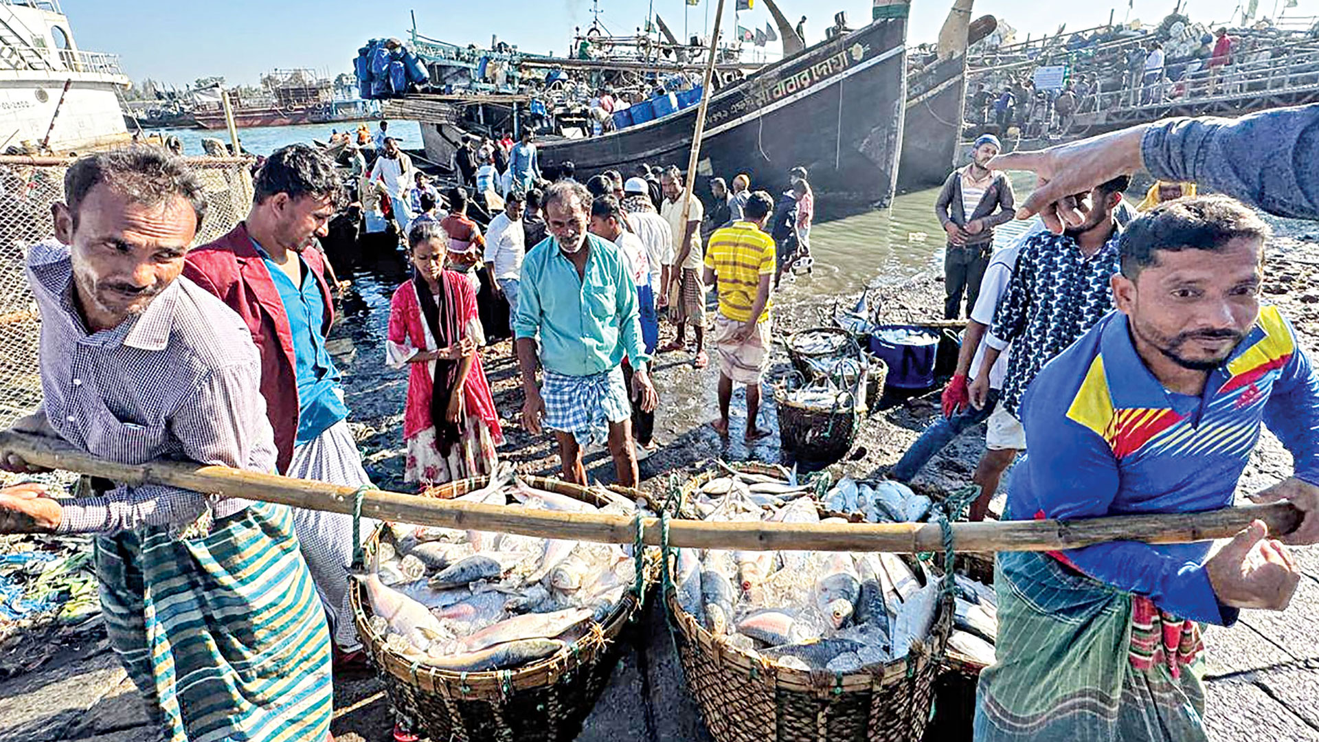 নির্বিচার মৎস্য আহরণে ছোট হয়ে যাচ্ছে দেশের ইলিশের গড় আকার