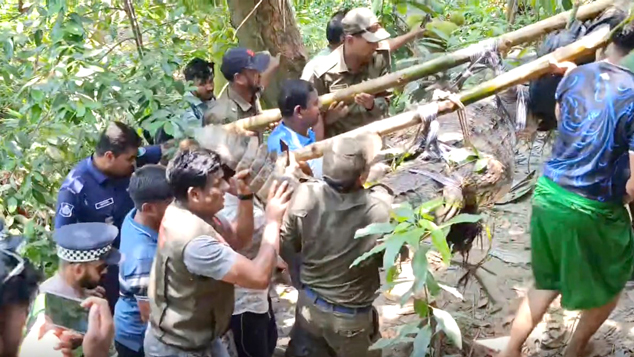 খান জাহান আলী মাজারের কুমিরটিকে সরিয়ে নেওয়া হলো খুলনায়