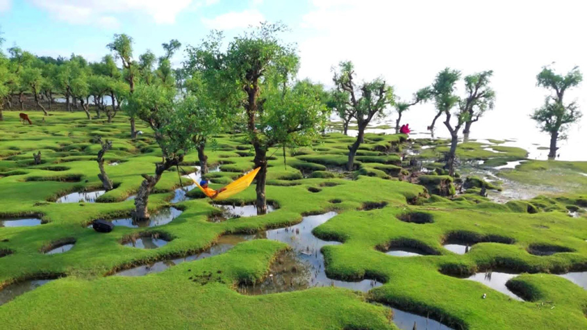বিপন্ন বরগুনার নিদ্রার চর ম্যানগ্রোভ, ‘বিশেষ জীববৈচিত্র্য সংরক্ষণ এলাকা’ ঘোষণার অপেক্ষা