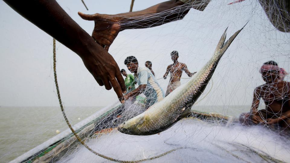 বাংলাদেশের ইলিশ গেল কোথায়?