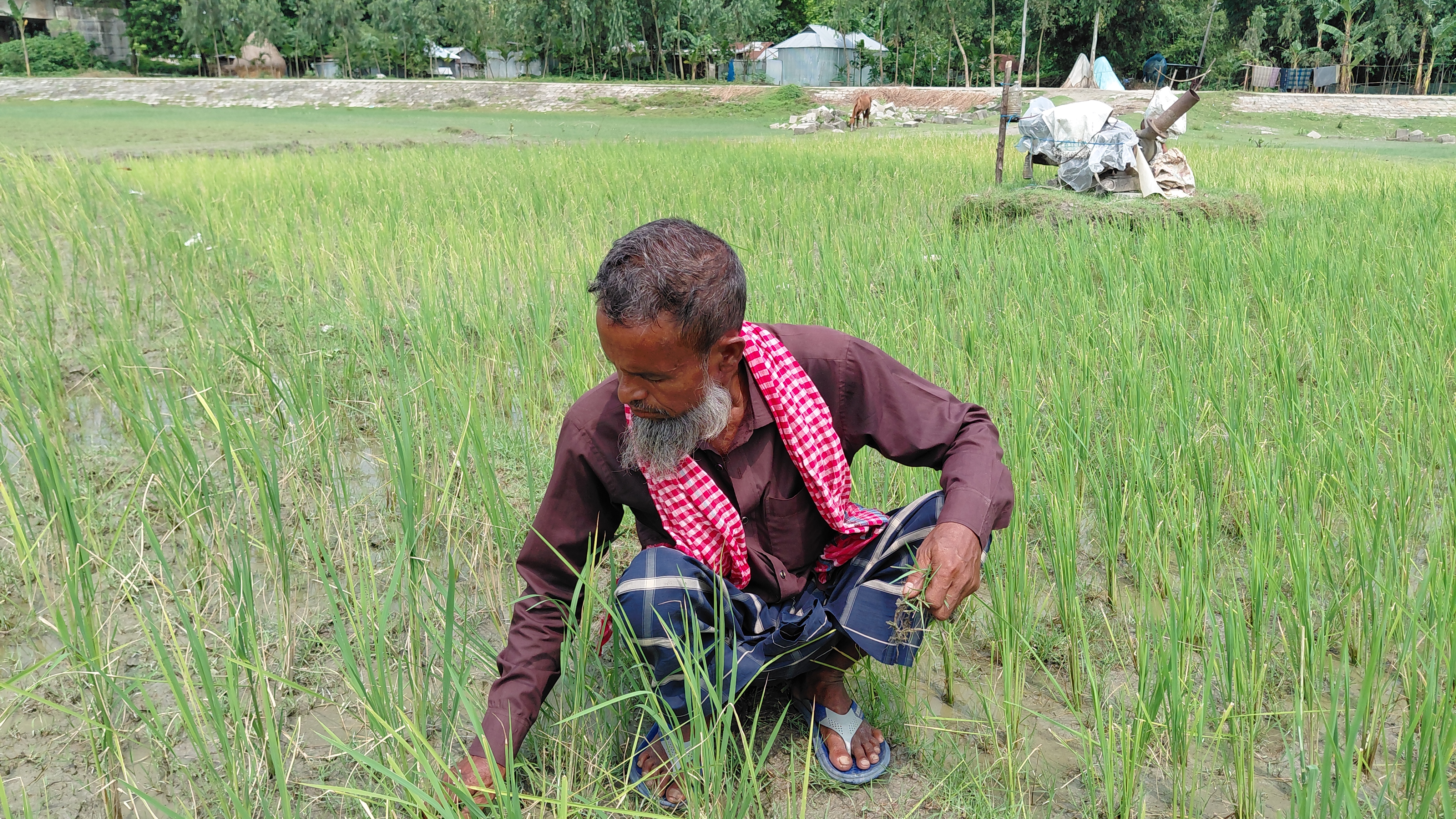 সারের জন্য কুড়িগ্রামের কৃষকেরা পাচ্ছেন ‘মাটির স্বাস্থ্য সুরক্ষা কার্ড’