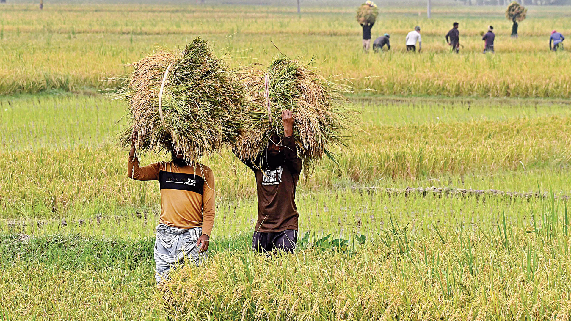 সরবরাহ ব্যবস্থার জটিলতায় আটকে আছে সার