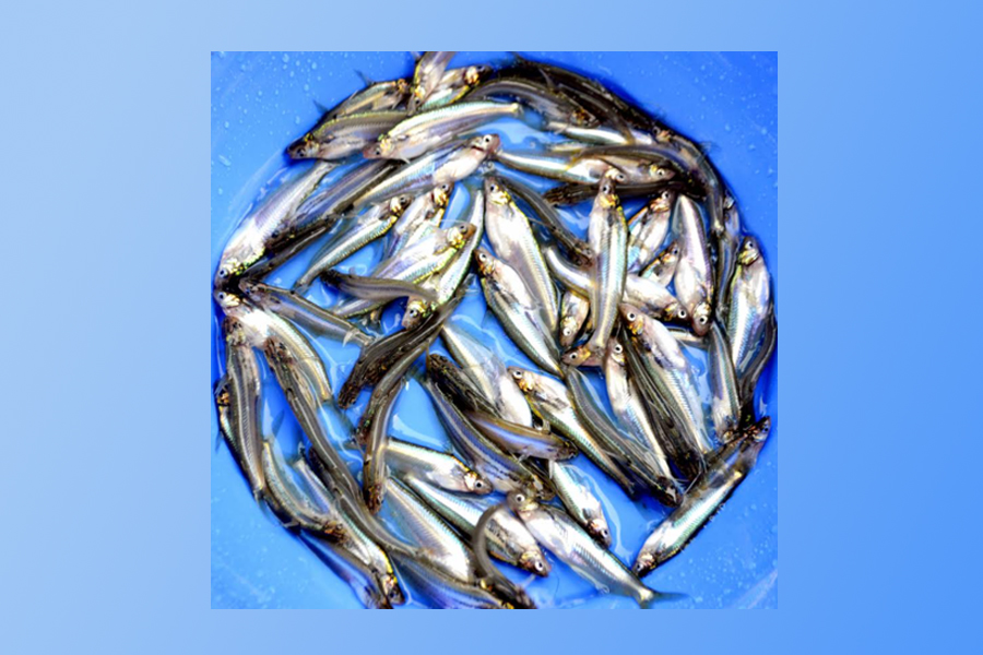 দেশে বিলুপ্তপ্রায় বাতাসী মাছের পোনা উৎপাদন