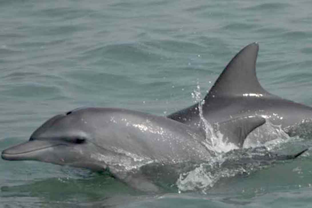 বিলুপ্তির পথে মিঠাপানির ডলফিন, হালদাকে অভয়ারণ্য ঘোষণার দাবি