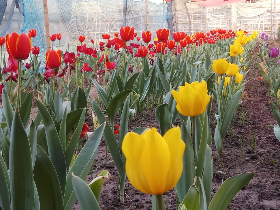 প্রথমবার টিউলিপ ফুটল বাংলাদেশে