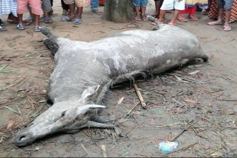 স্থানীয়দের তাড়ায় মারা গেল নীলগাইটি