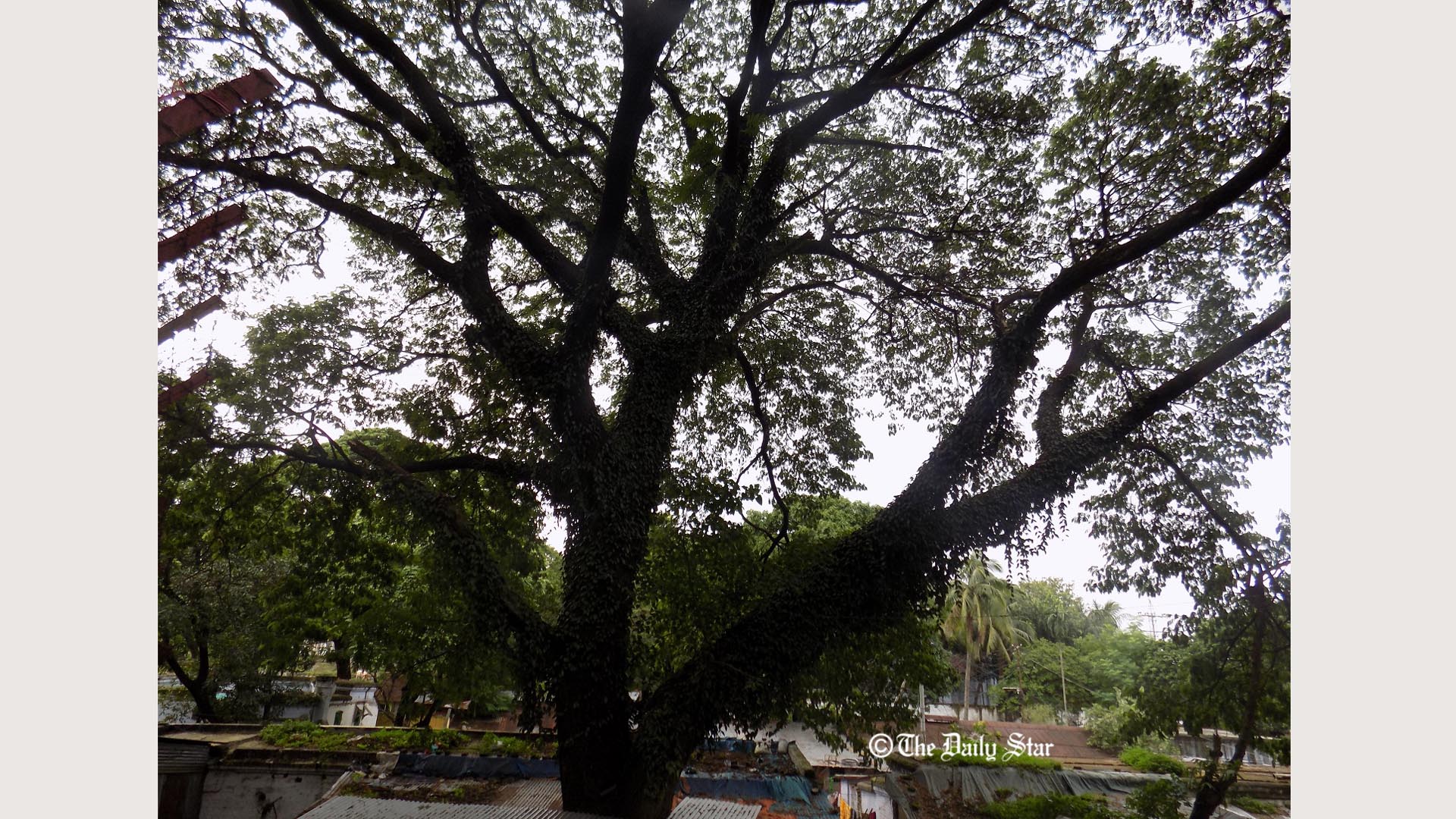 চট্টগ্রামের ফুসফুসে কেন আঘাত