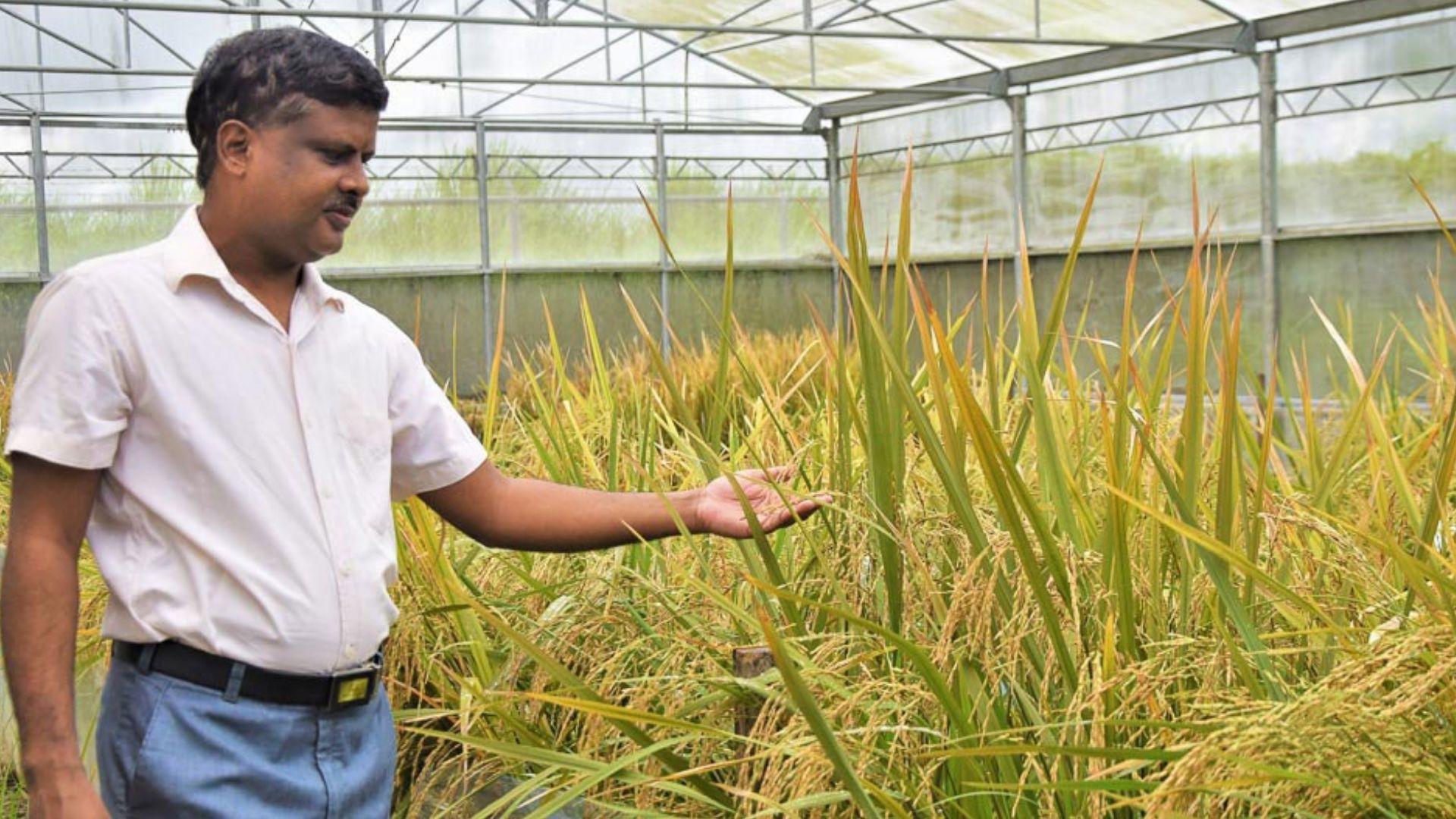 ফিলিপাইনে বাণিজ্যিক চাষের অনুমোদন পেল ‘গোল্ডেন রাইস’