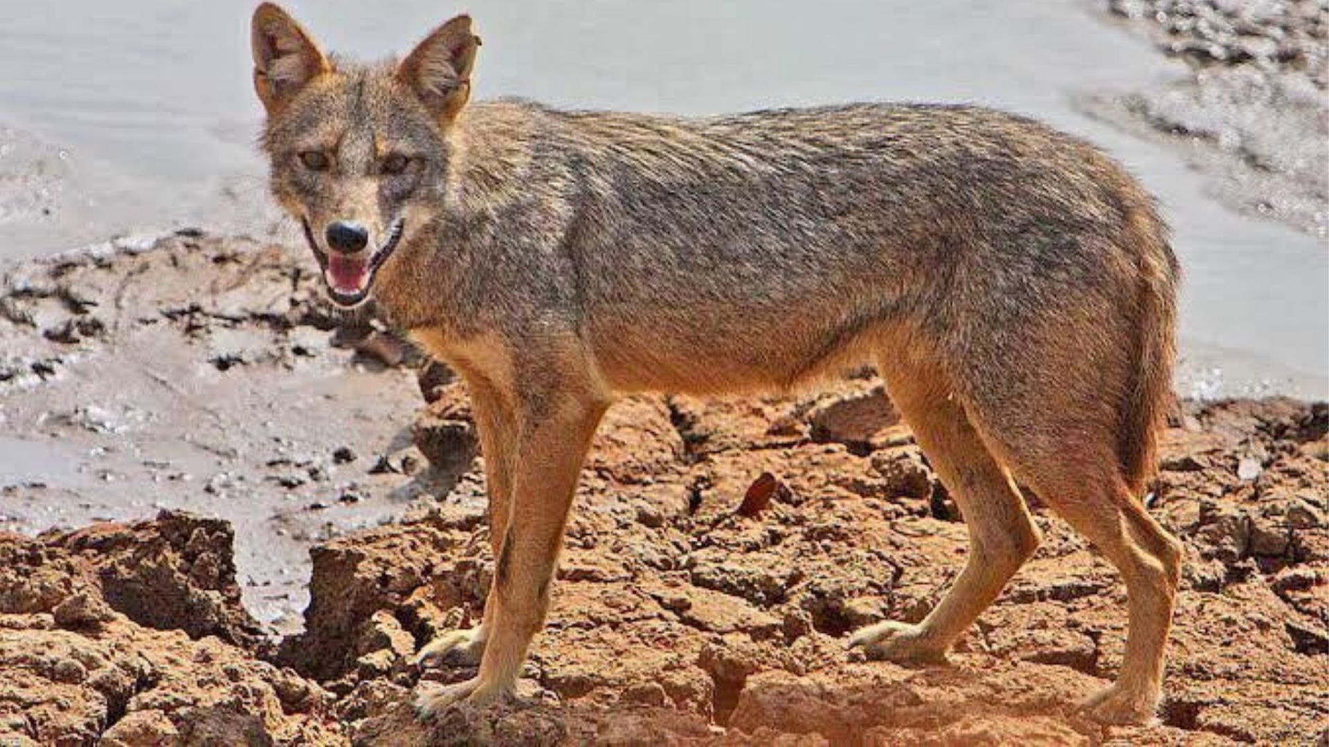 পাগলা শিয়ালের আক্রমণে আতঙ্কিত গাইবান্ধার ৫ গ্রামের মানুষ