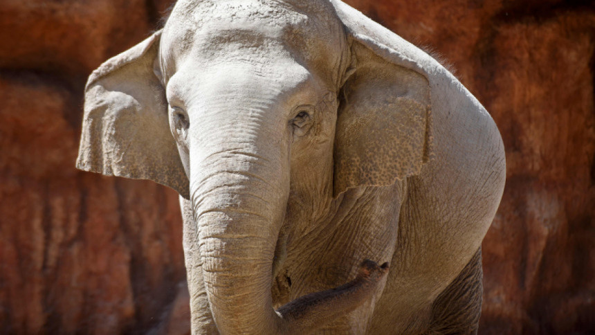 হাতি হত্যায় অভিযুক্ত মারা গেলেন হাতির আক্রমণে