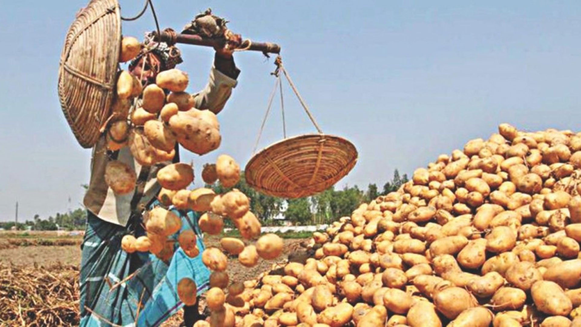 ৫০ হাজার টন আলু কিনবে সরকার, বেঁধে দেওয়া হলো সর্বনিম্ন বিক্রি মূল্য