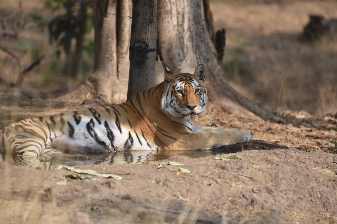 বিদায় ‘কলারওয়ালি’!