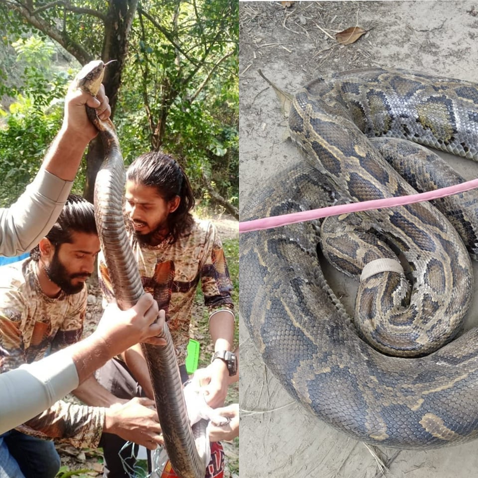 চবি ক্যাম্পাস থেকে কিং কোবরা, সীতাকুণ্ড থেকে অজগর উদ্ধার