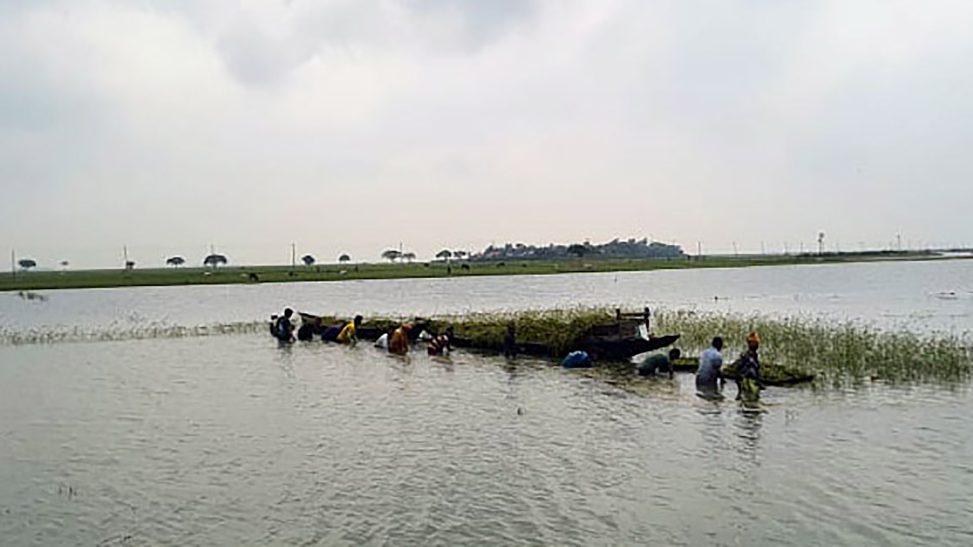 হাওরে ঢলের পানিতে ডুবছে বোরো ধান, হুমকিতে ফসল রক্ষা বাঁধ