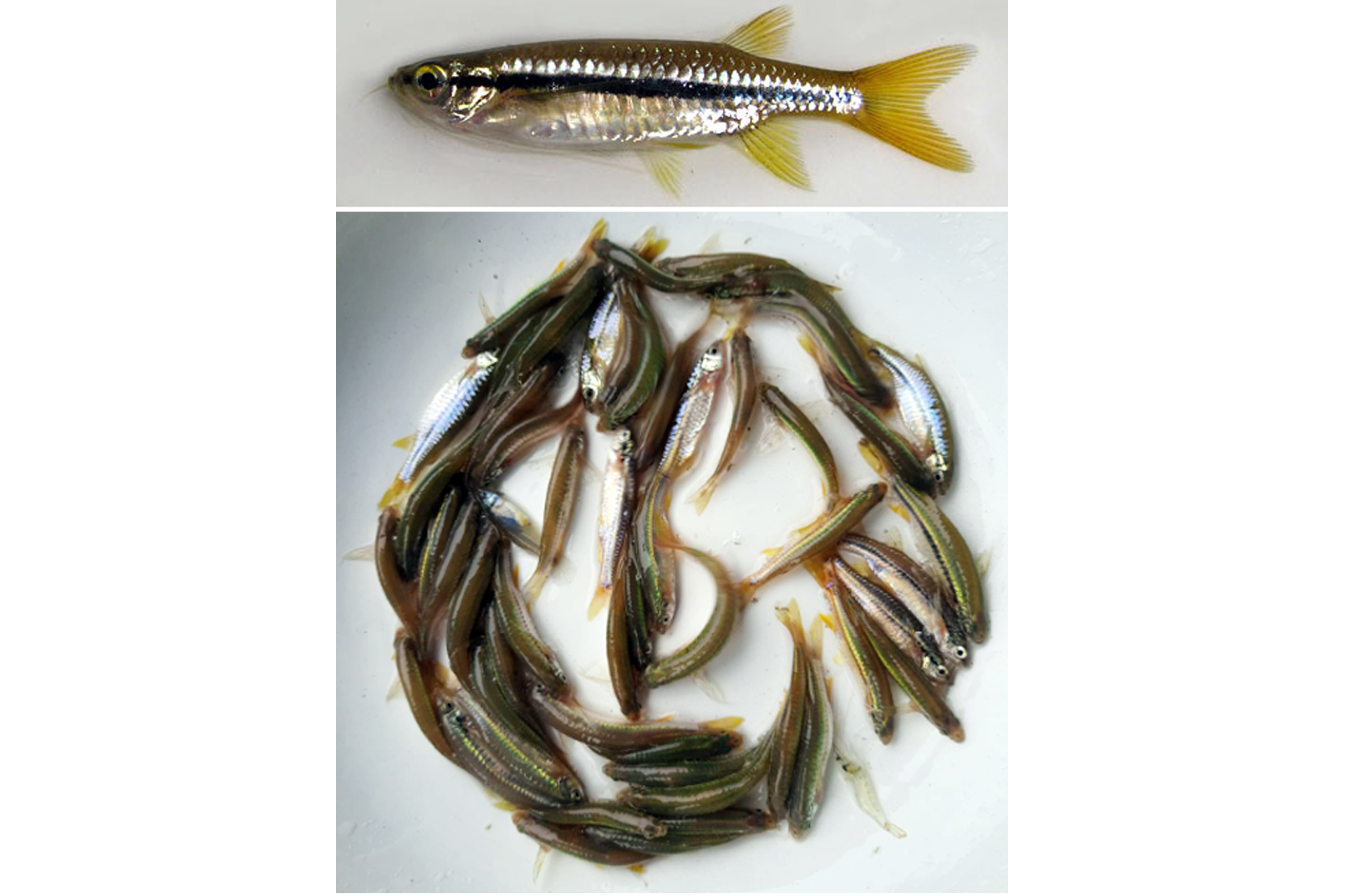 দারকিনা মাছের প্রজনন কৌশল উদ্ভাবন করেছে মৎস্য গবেষণা ইনস্টিটিউট