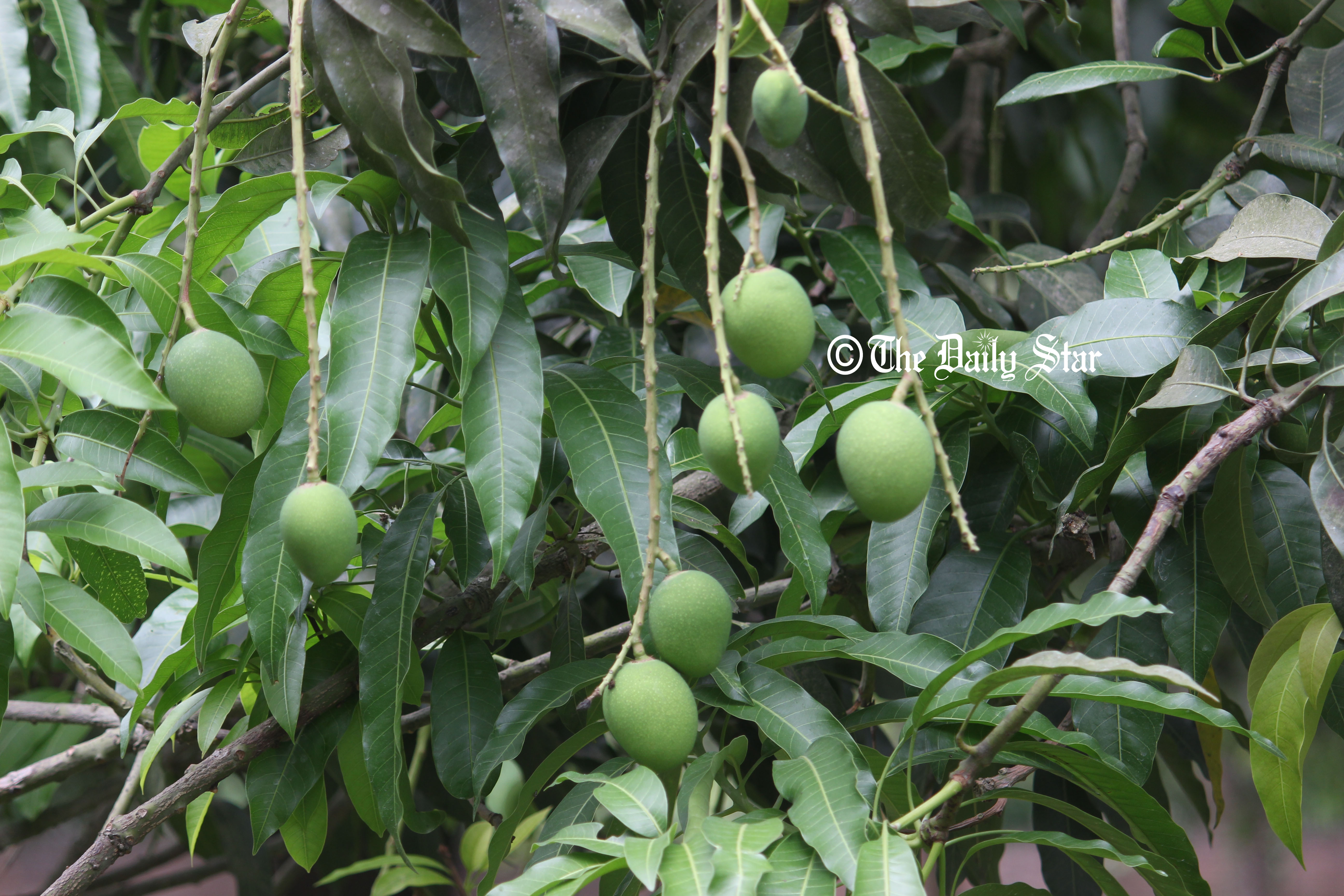 চাঁপাইনবাবগঞ্জে বড় গাছে আম কম, ছোট গাছে বেশি