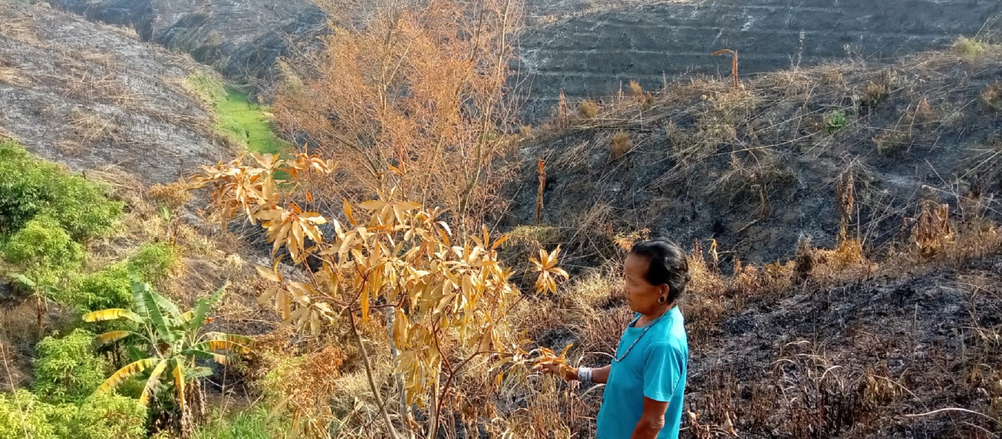 রাবার কোম্পানির বিরুদ্ধে ম্রোদের জুমের বাগান পুড়িয়ে দেওয়ার অভিযোগ