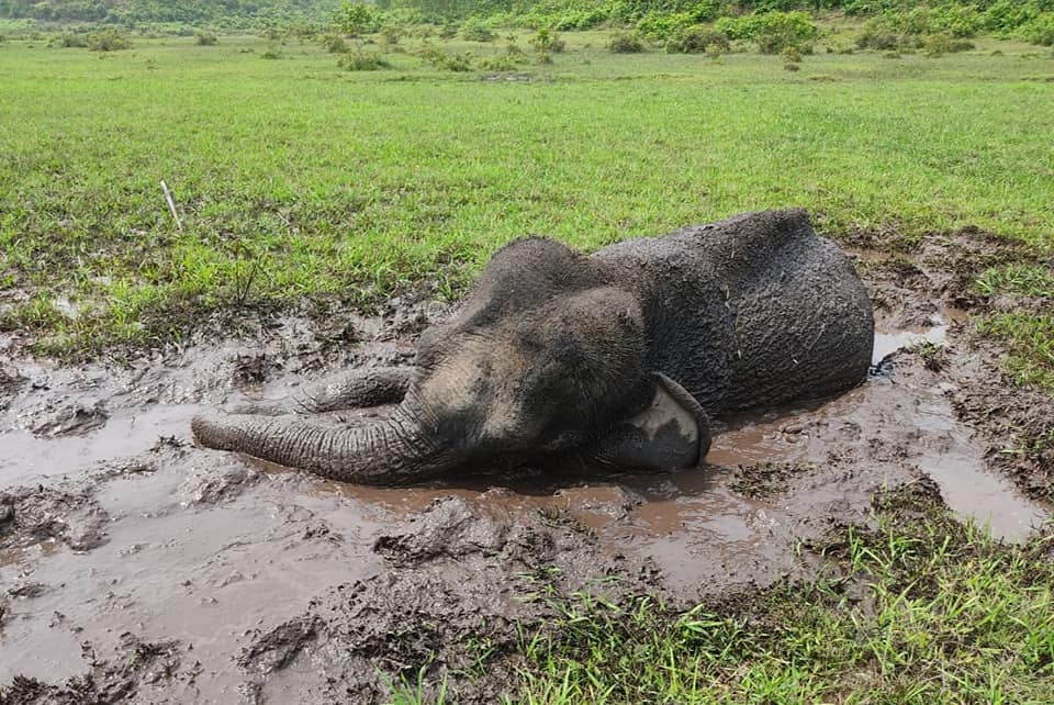 ১২ ঘণ্টা ধরে কাদায় আটকে আছে হাতি শাবক
