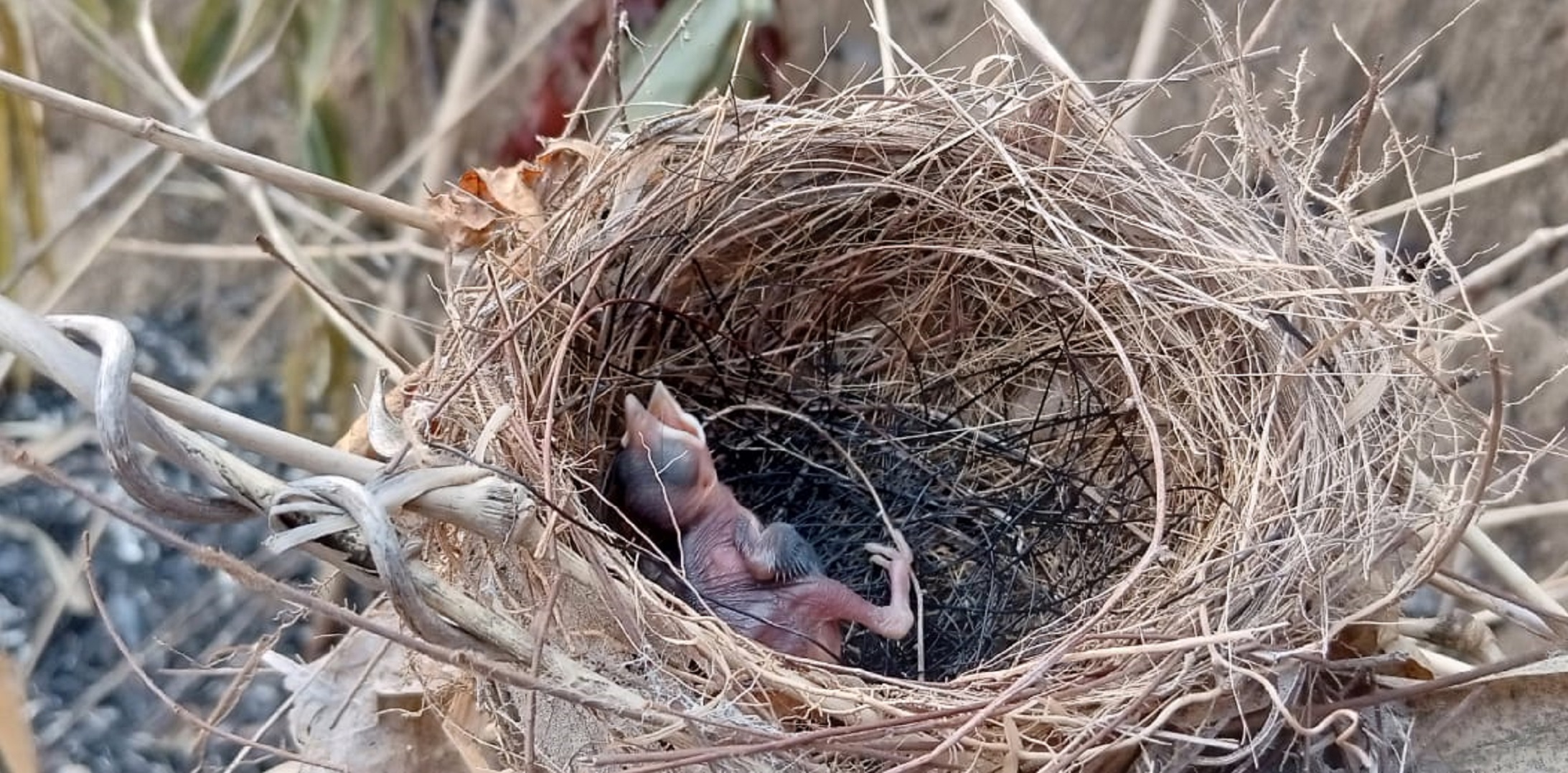 লামায় পাহাড়ে রাবার কোম্পানির আগুনে জীববৈচিত্র্য ধ্বংস