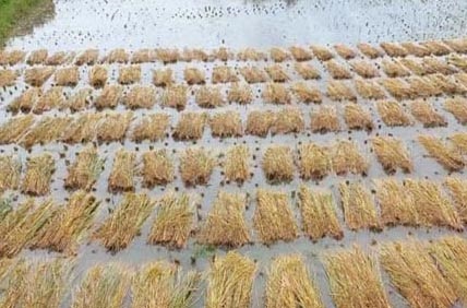 অশনির প্রভাবে যশোরে পানিতে ভাসছে ১ লাখ হেক্টর জমির ধান