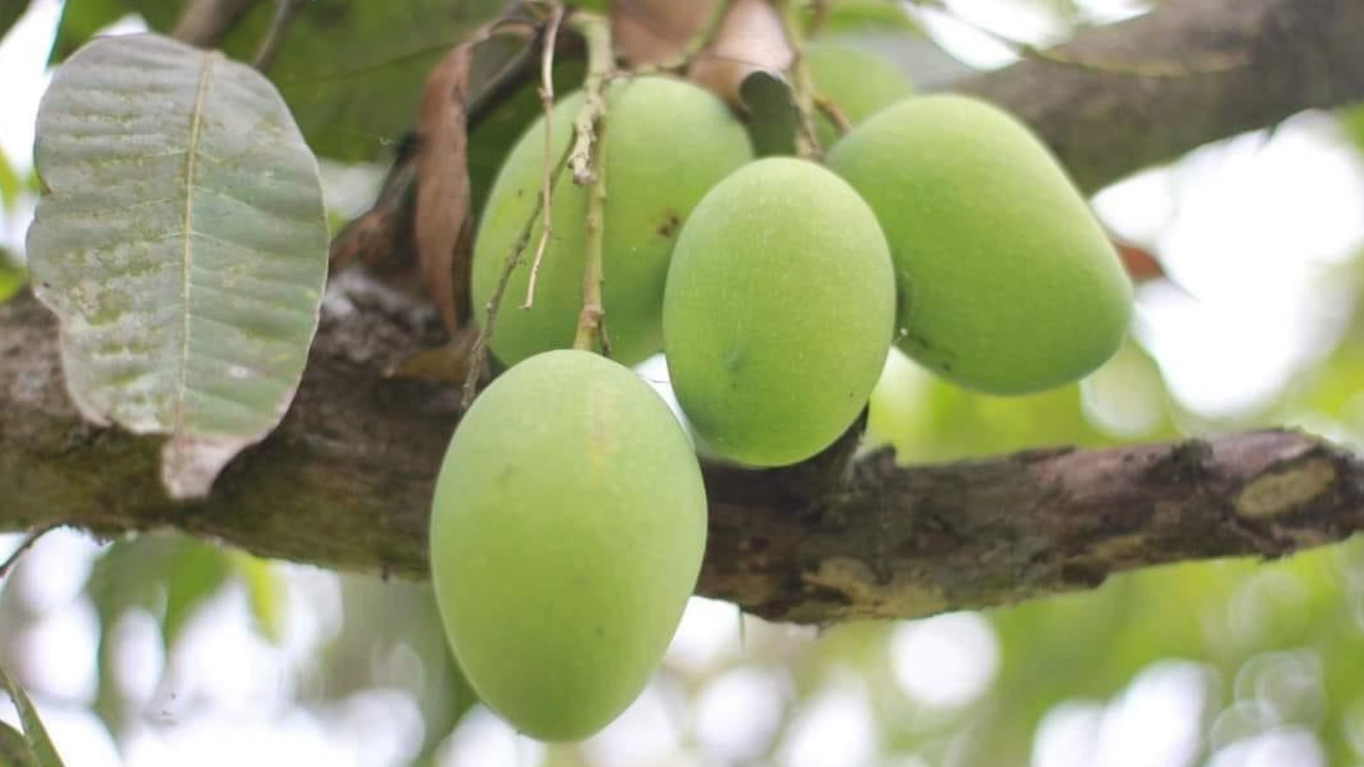 রাজশাহীর আম বাজারে পাওয়া যাবে আগামীকাল থেকে