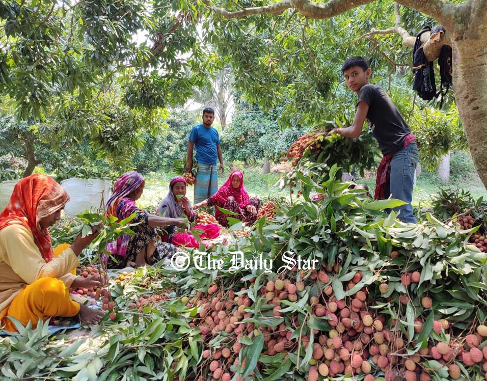 পাবনায় এ বছর ৫০০ কোটি টাকার লিচু বাণিজ্যের সম্ভাবনা