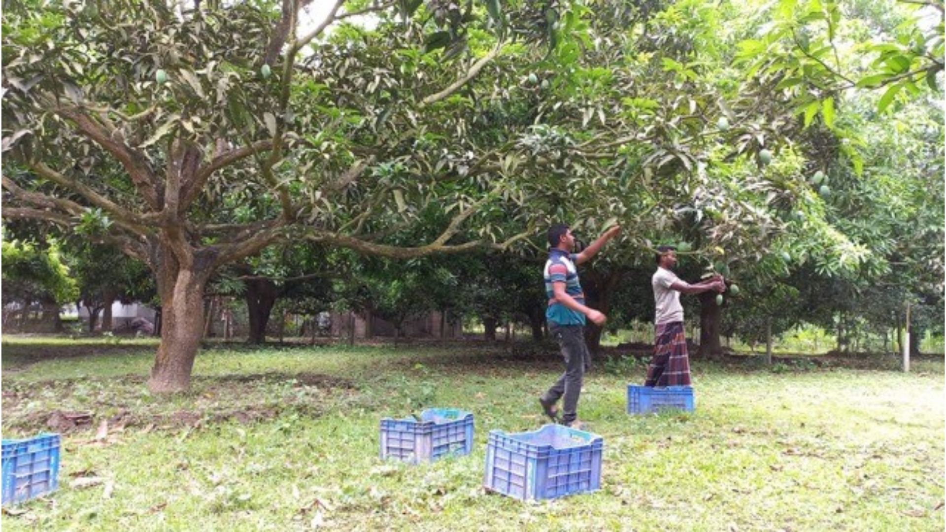রাজশাহীতে কাল থেকে আম পাড়া শুরু