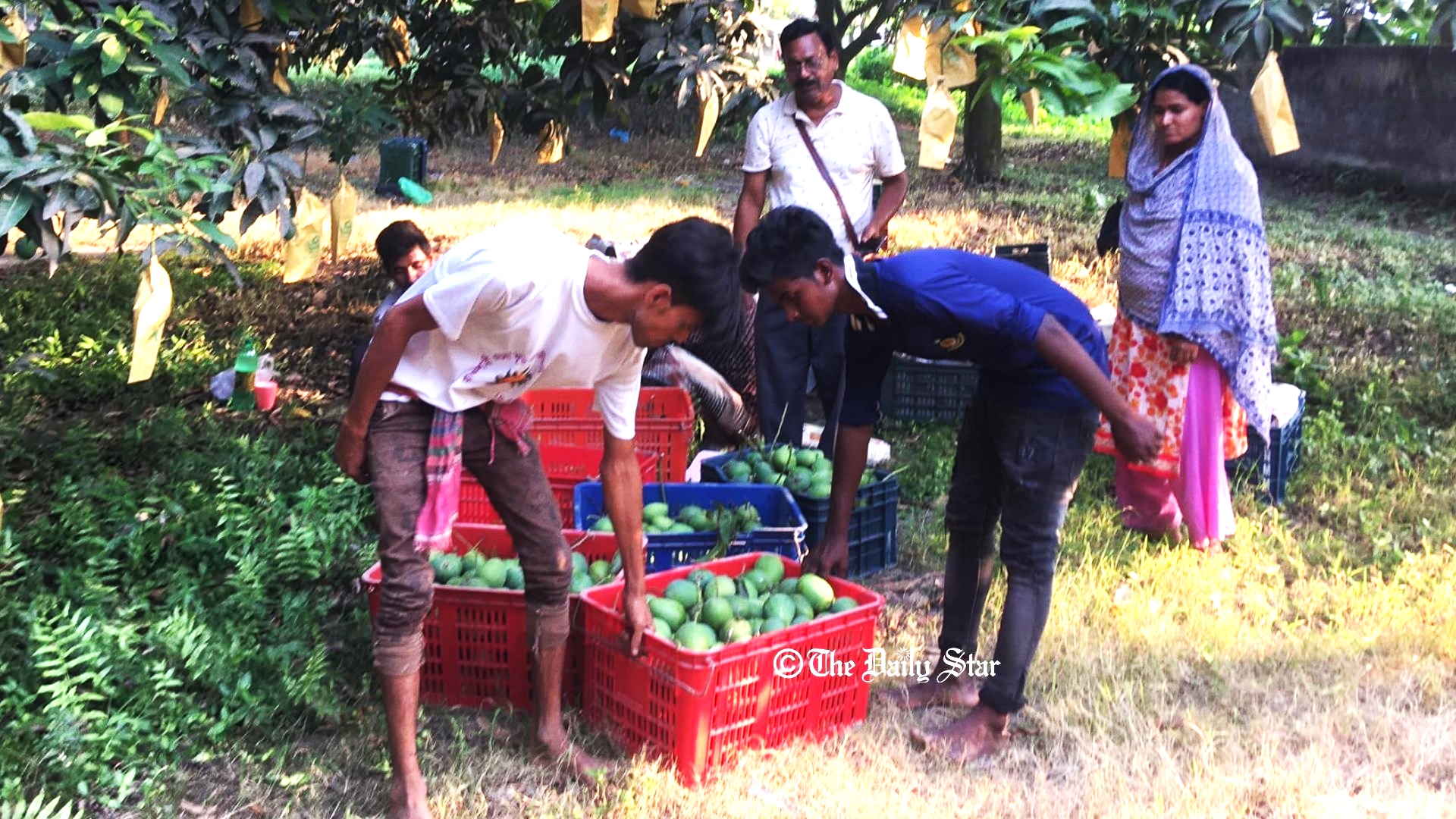 সুইডেন যাচ্ছে রাজশাহীর গোপালভোগ আম