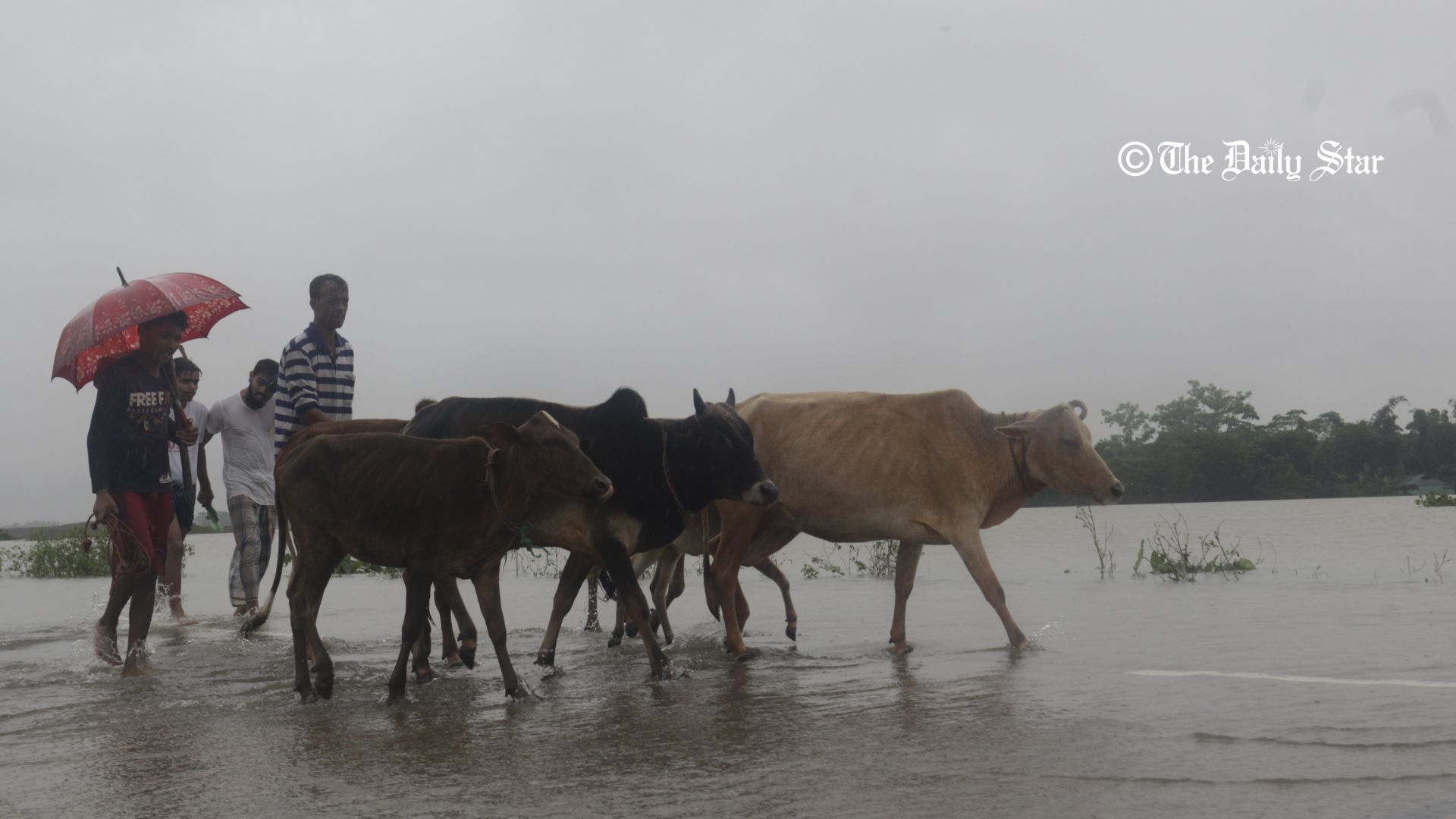 ‘গরুগুলো যেখানে আশ্রয় পাবে, আমিও সেখানে আশ্রয় নেব’
