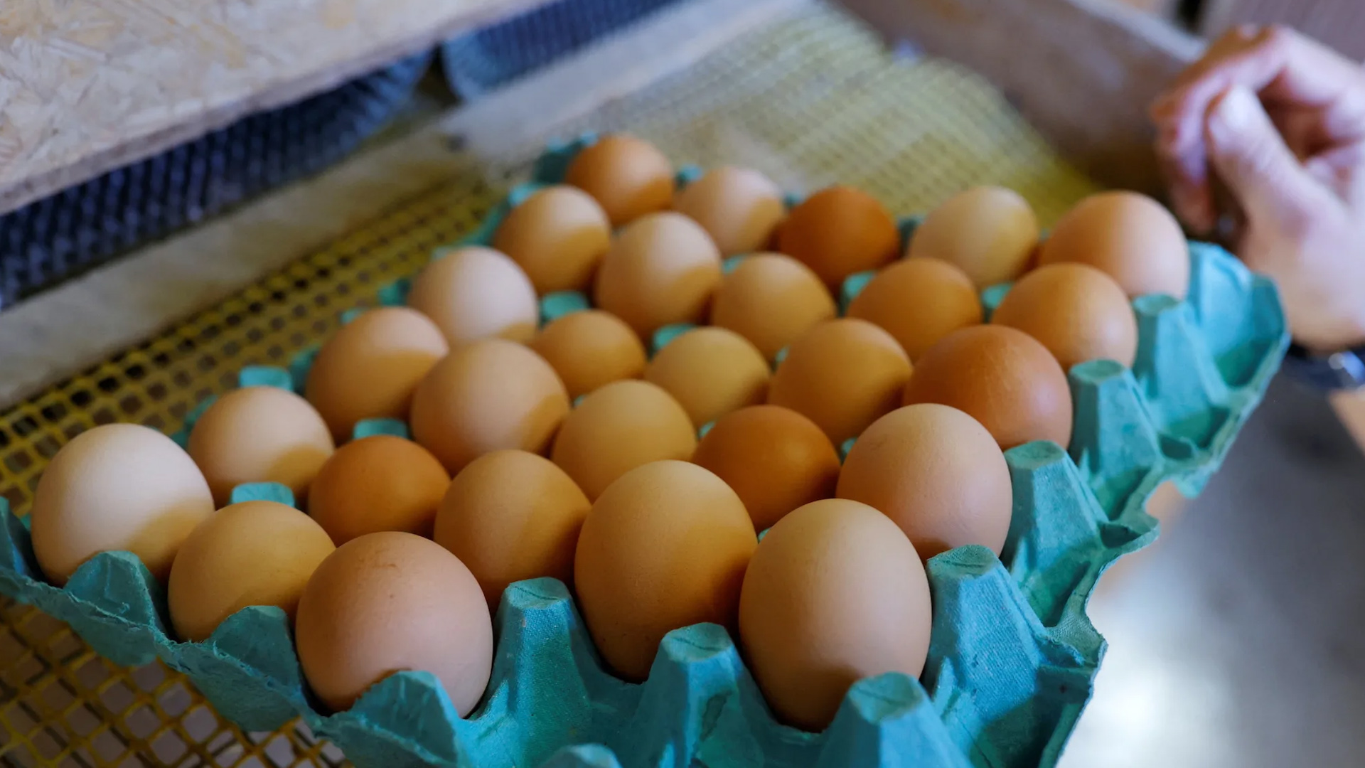 ডিমের দাম কমছে শ্রীলঙ্কায়