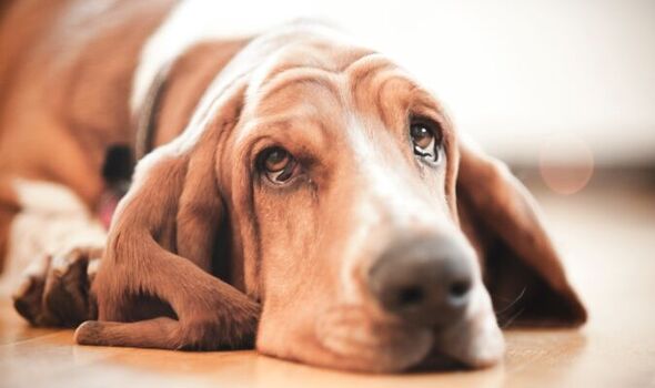 দীর্ঘ সময় পর মালিকের সঙ্গে দেখা হলে অশ্রুসজল হয়ে ওঠে কুকুর: গবেষণা