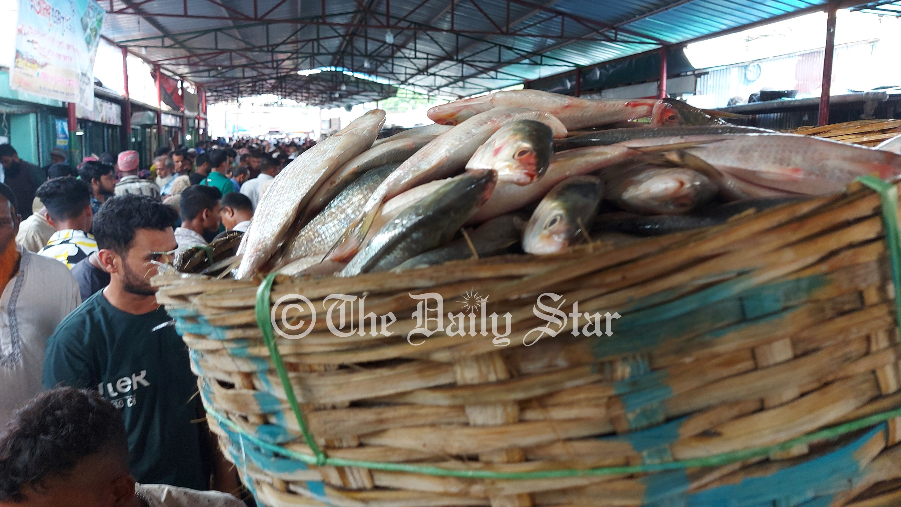 ইলিশ ধরায় ২২ দিনের নিষেধাজ্ঞা মধ্যরাত থেকে শুরু