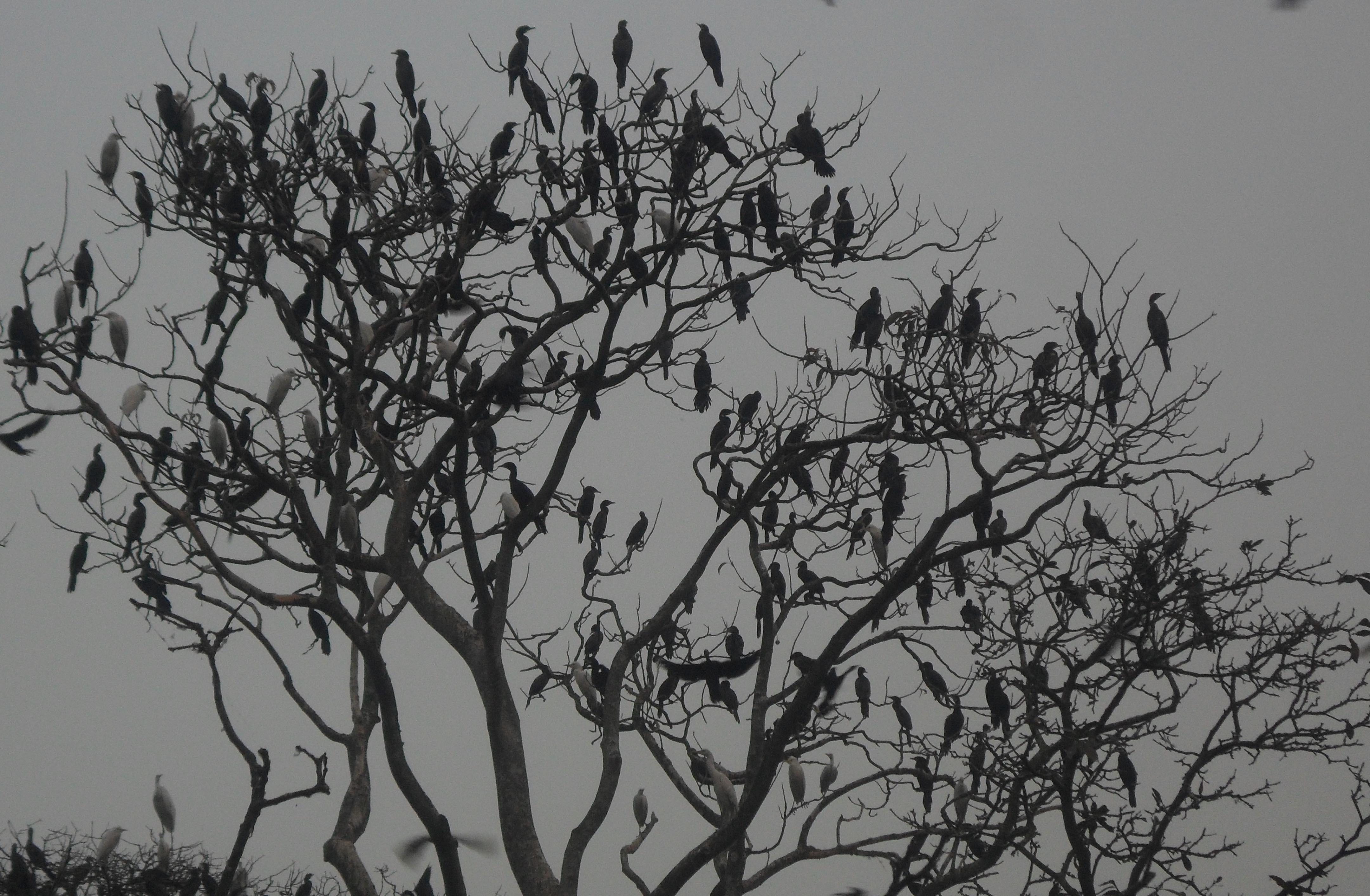 শিকারিকে ছেড়ে দিলেন বনপ্রহরী, পরিযায়ী পাখি ভাগ করে নিলেন জনপ্রতিনিধিরা