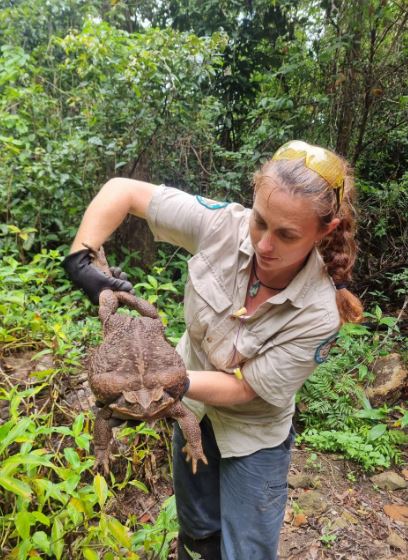 ৩ কেজি ওজনের কুনো ব্যাঙের খোঁজ পাওয়া গেল অস্ট্রেলিয়ায়