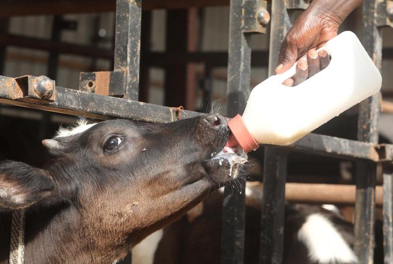 বছরে ১৮ টন দুধ উৎপাদনে সক্ষম ‘সুপার কাউ’ ক্লোন করলেন চীনের বিজ্ঞানীরা