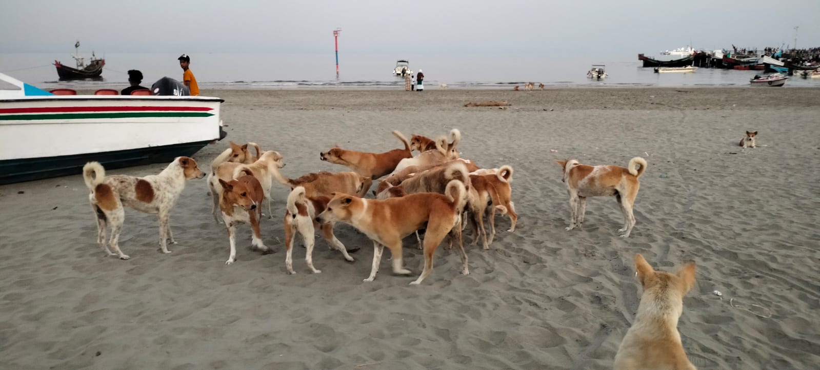 সেন্টমার্টিনে মানুষ ১০ হাজার, কুকুর ৫ হাজার