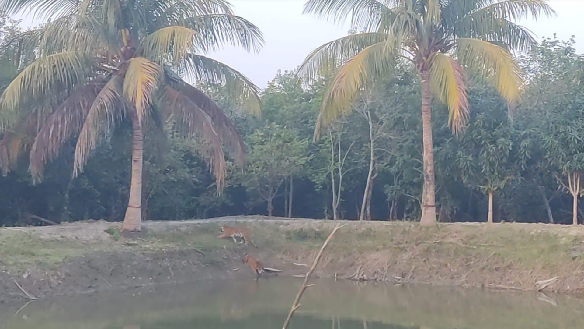 সুন্দরবনে ৩ বাঘের দখলে বন কার্যালয়