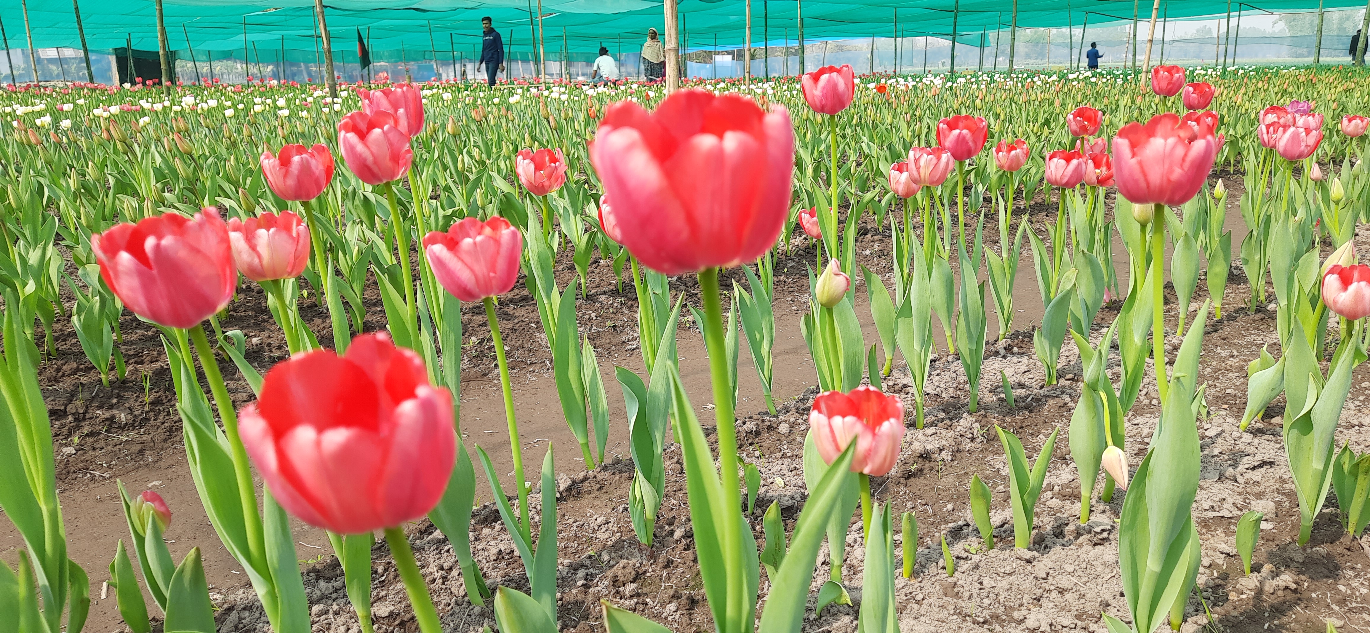 তেঁতুলিয়ায় সৌন্দর্য ছড়াচ্ছে শীতের দেশের টিউলিপ