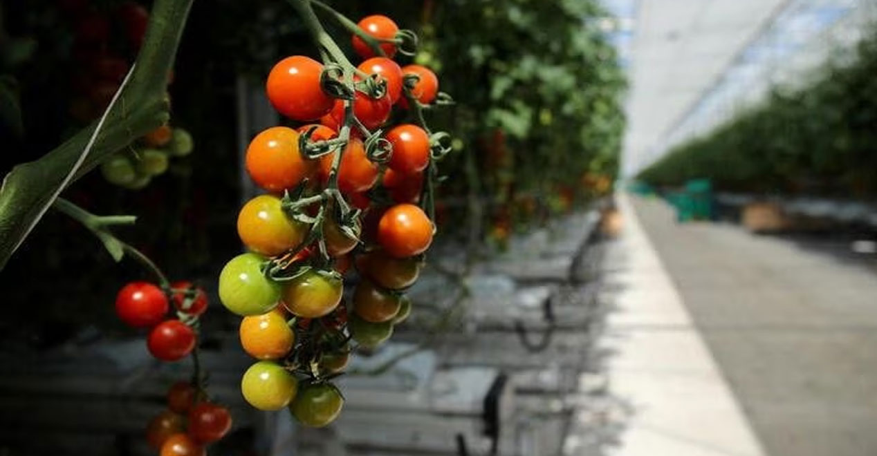 যুক্তরাজ্যের কাঁচাবাজারে যে কারণে টমেটো নিয়ে ‘টানাটানি’