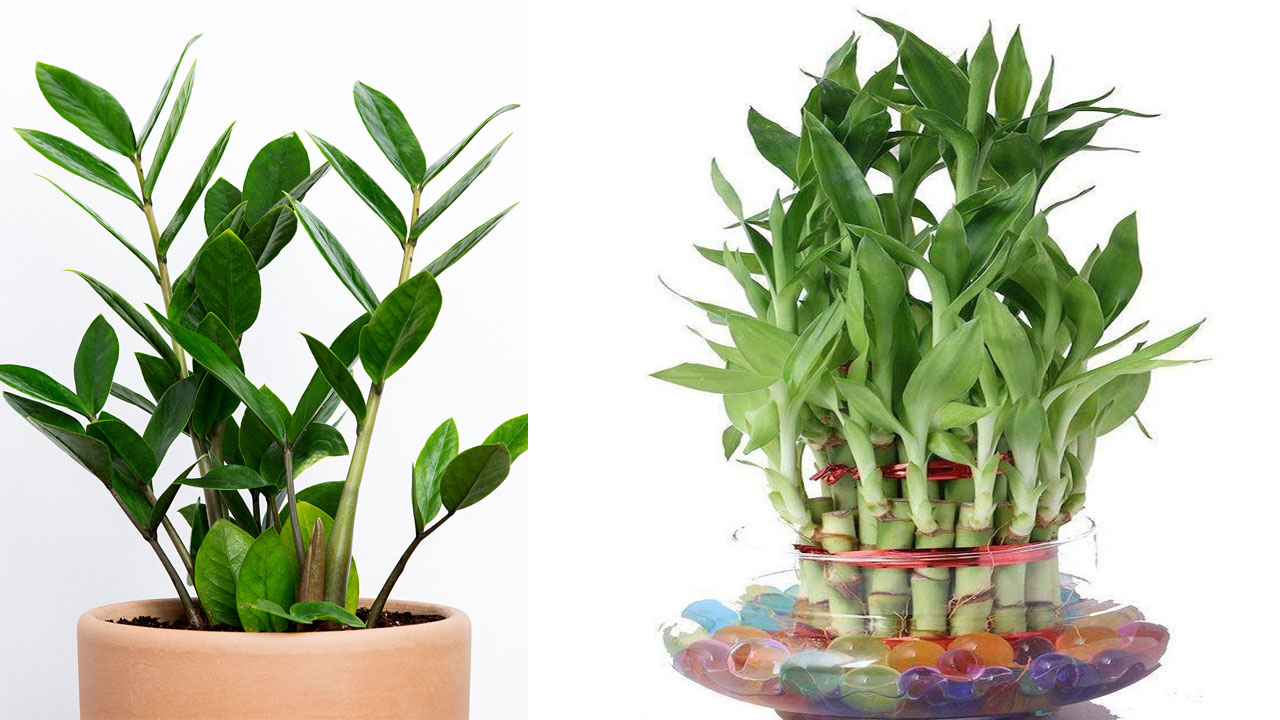 নিয়মিত যত্ন ছাড়াও বেঁচে থাকা ইনডোর প্ল্যান্ট