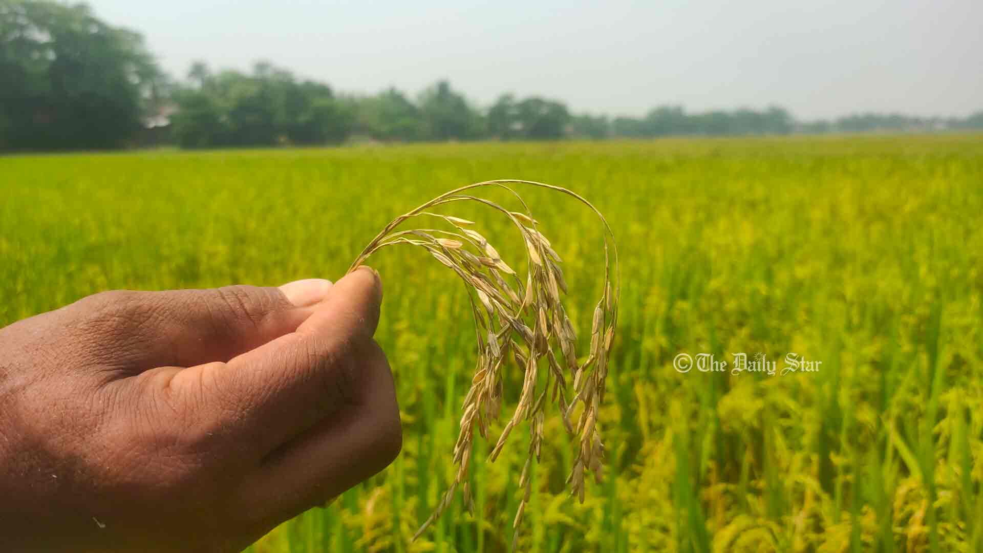 ধানে ব্লাস্ট রোগ: ক্ষতিতে হাওরের কৃষক