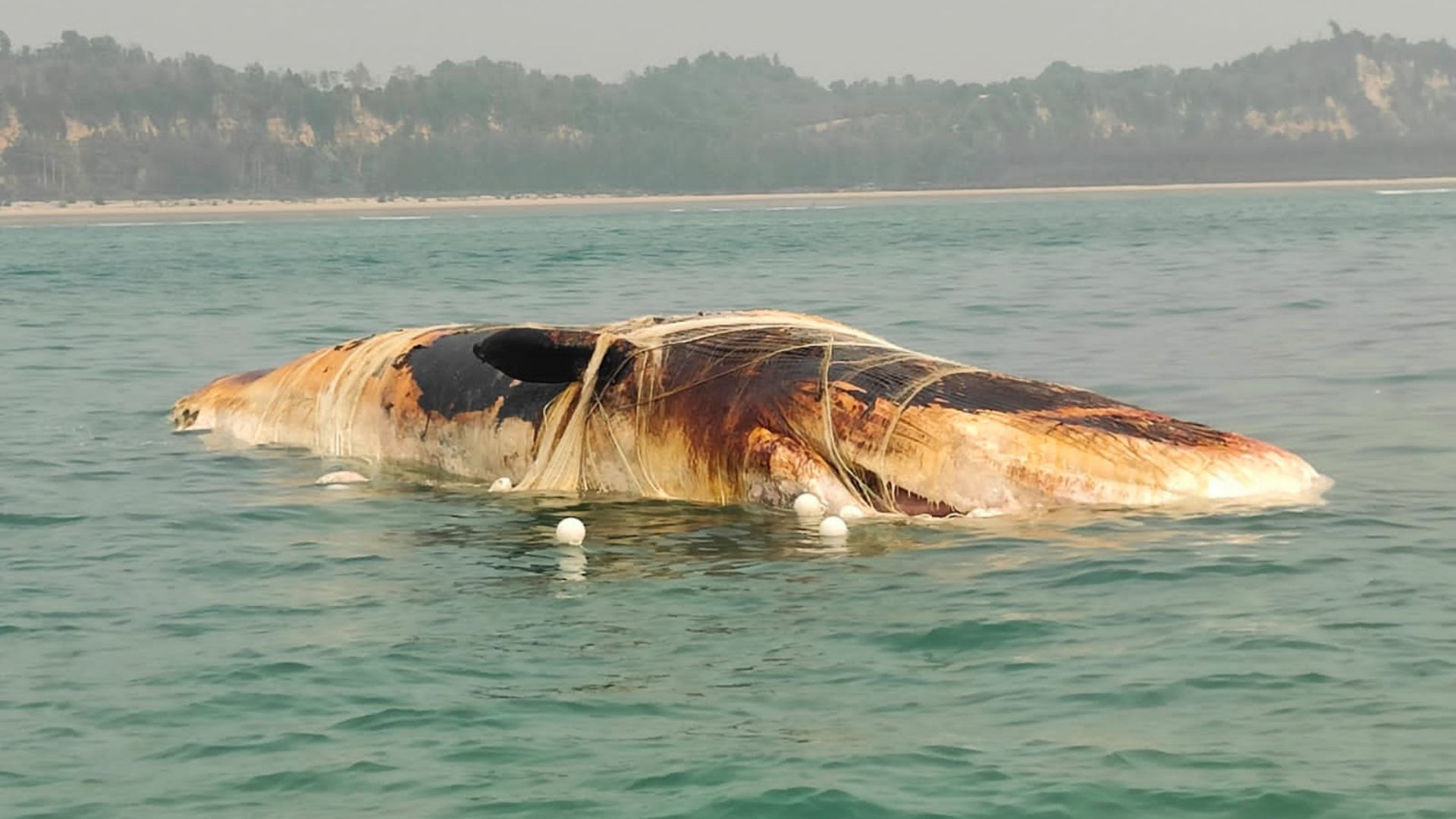 কক্সবাজার সাগরে ভেসে উঠল জালে পেঁচানো বিশাল মৃত তিমি 