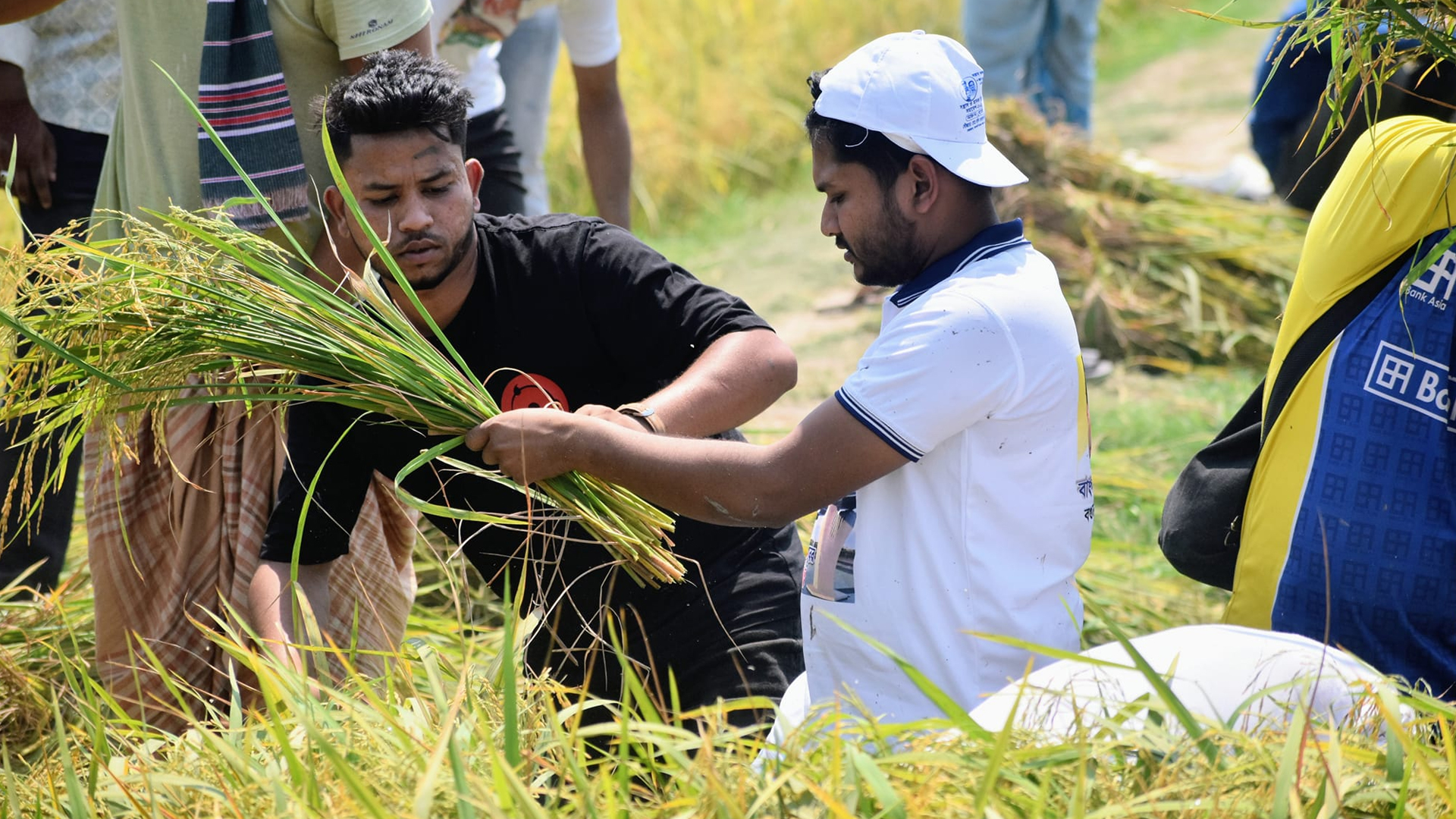 কৃষকের ধান কেটে দিচ্ছে ছাত্রলীগ