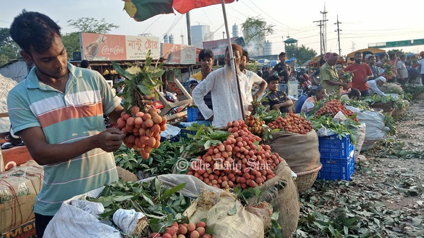 আশানুরূপ ফলন না পেলেও দামে খুশি ঈশ্বরদীর লিচু চাষিরা
