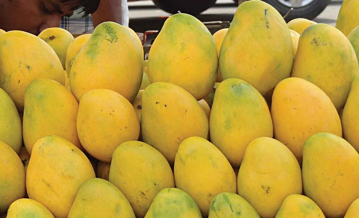 মমতা বন্দ্যোপাধ্যায়কে এবার ১২০০ কেজি হাড়িভাঙ্গা আম পাঠালেন শেখ হাসিনা