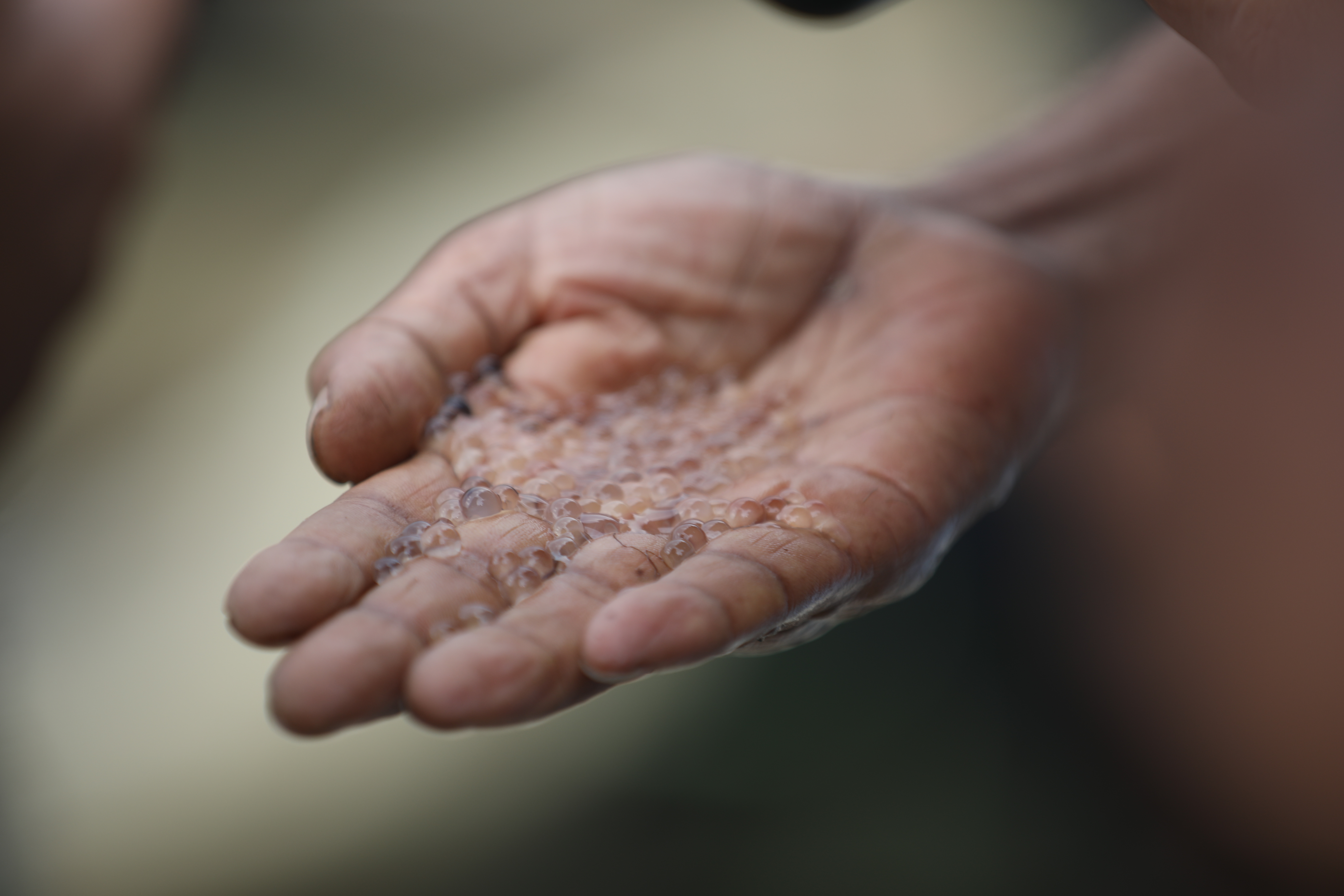 হালদায় আবারও নমুনা ডিম ছেড়েছে মা মাছ