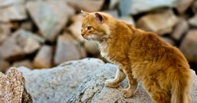 ক্যাট-ফক্স: না বিড়াল না শেয়াল